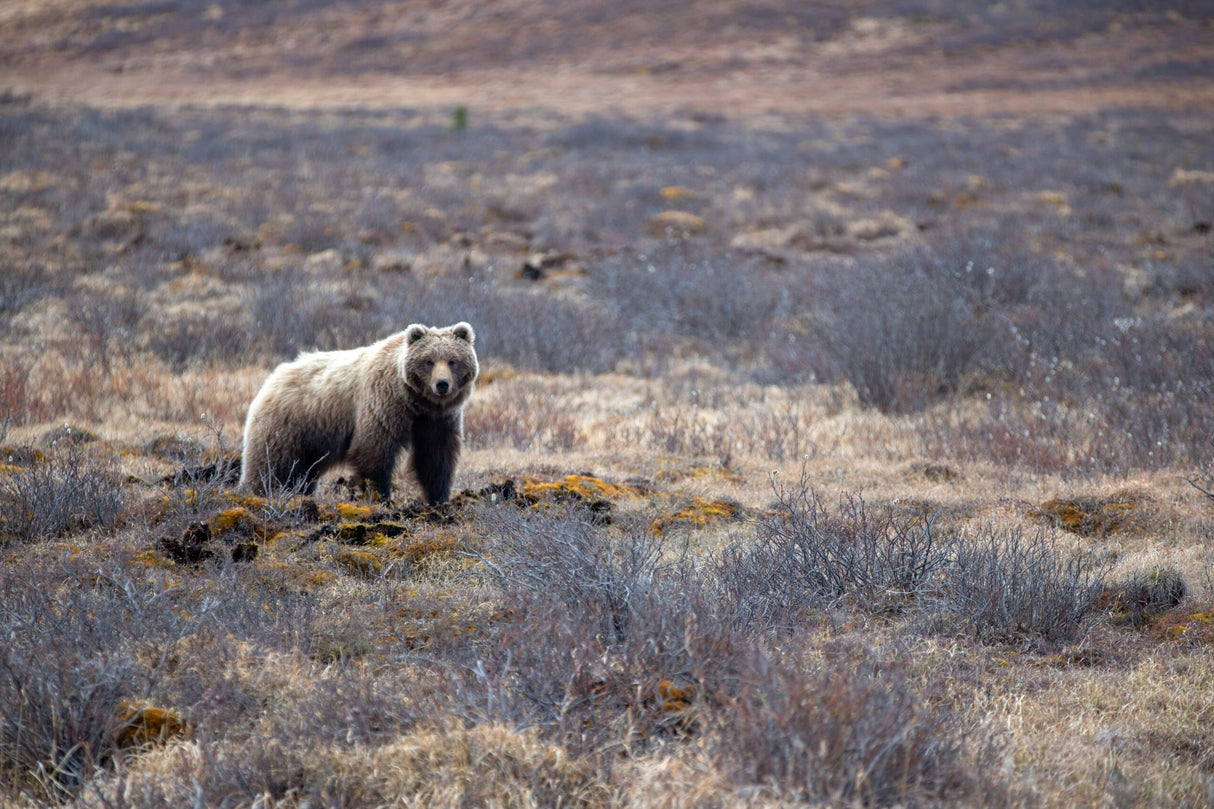Person using stabilized binoculars for outdoor wildlife observation