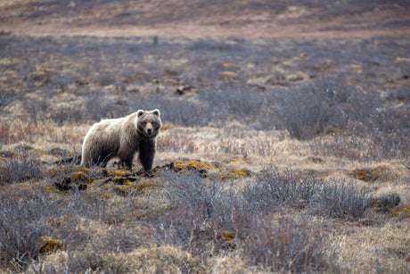 Person using stabilized binoculars for outdoor wildlife observation