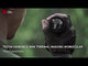 Guide Outdoor video: New Release | TE211M Handheld Mini Thermal Imaging Monocular